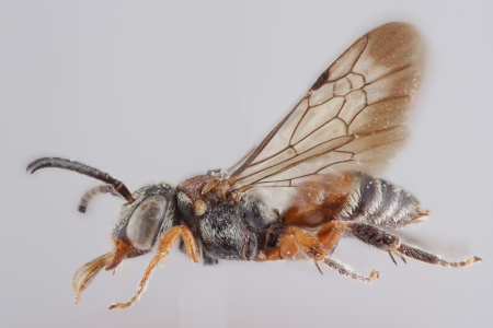 [Brachynomada female (lateral/side view) thumbnail]